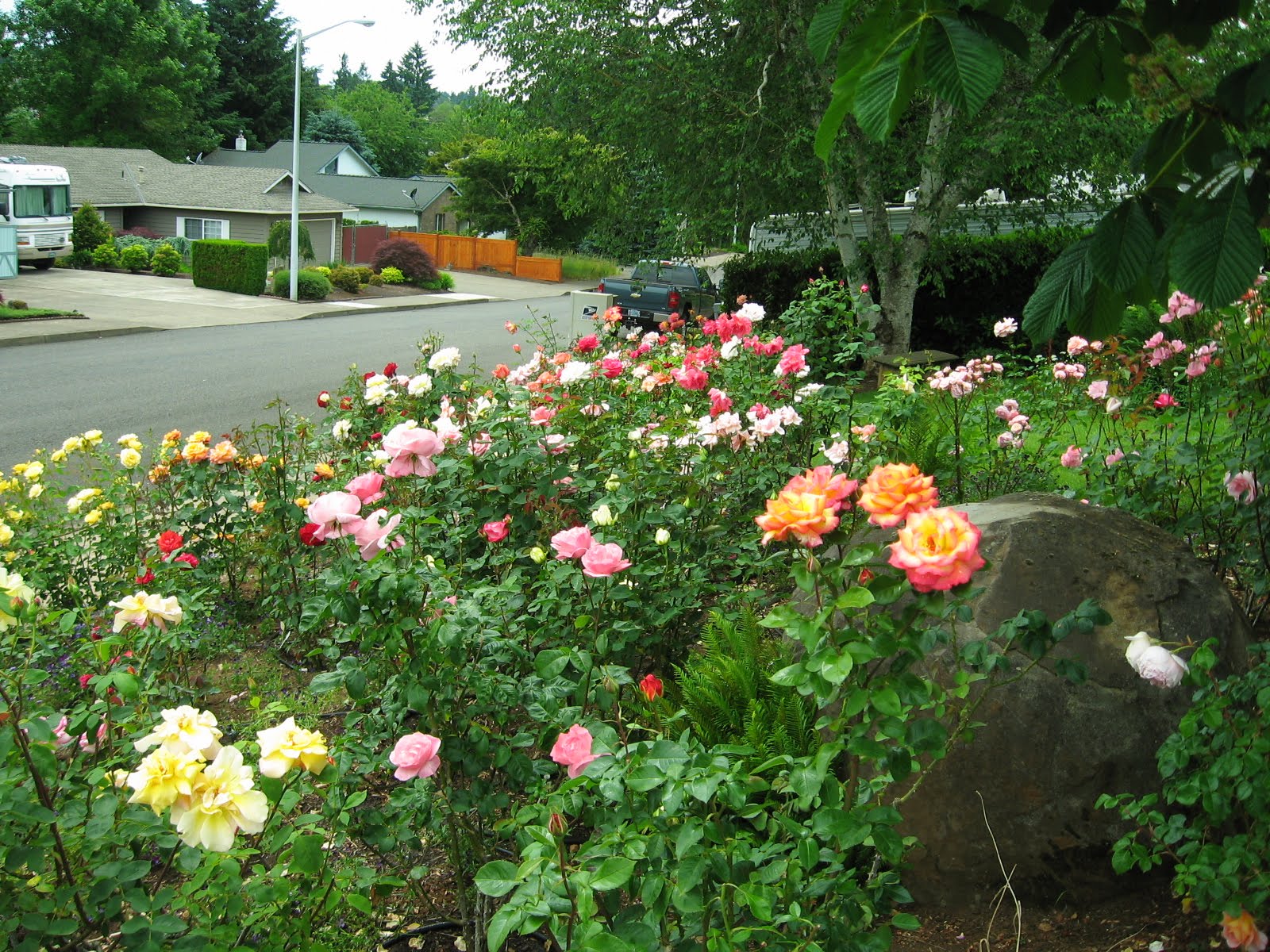 Rose insurance salem